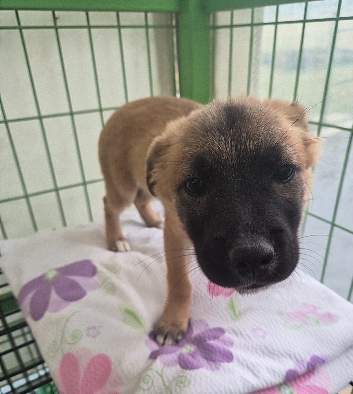 군산유기동물보호센터_445467202502252