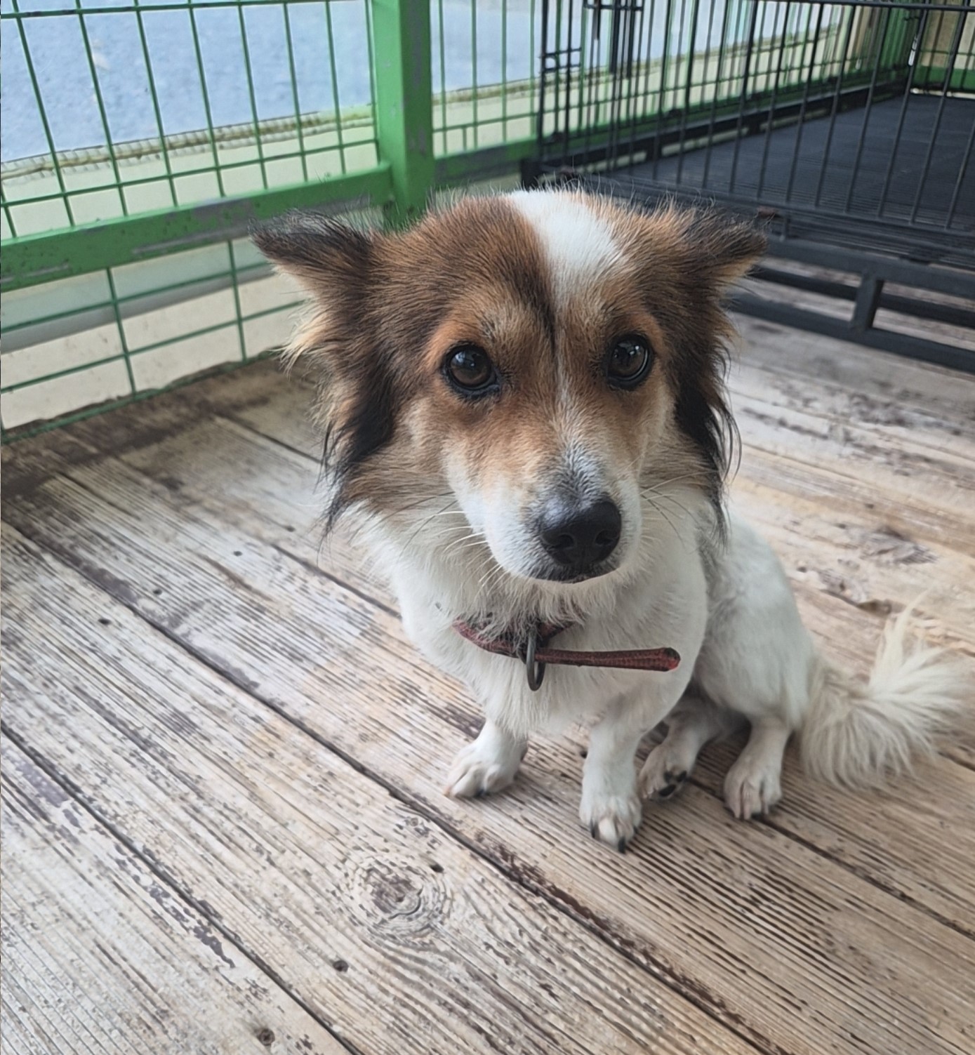 종료(반환) 믹스견…