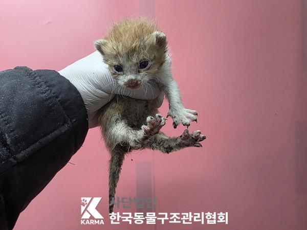 종료(입양) 한국 …