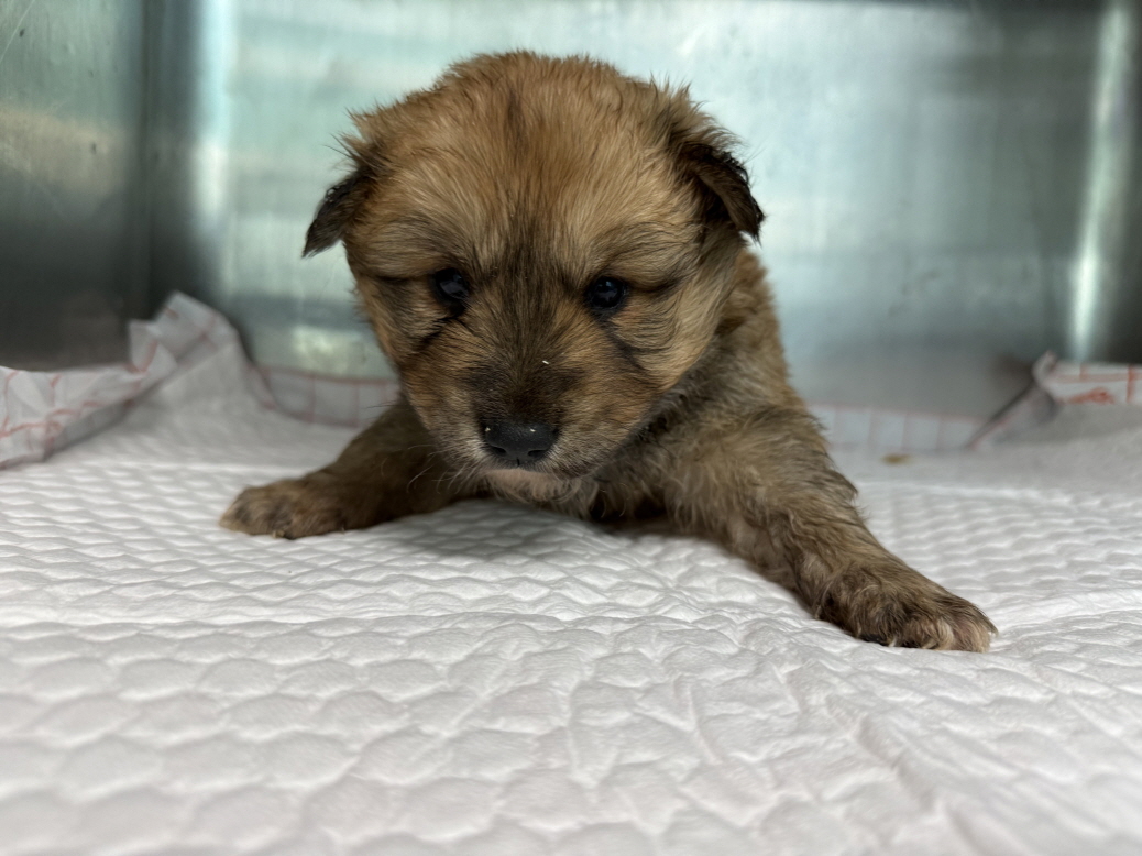 보호중 믹스견의 가…