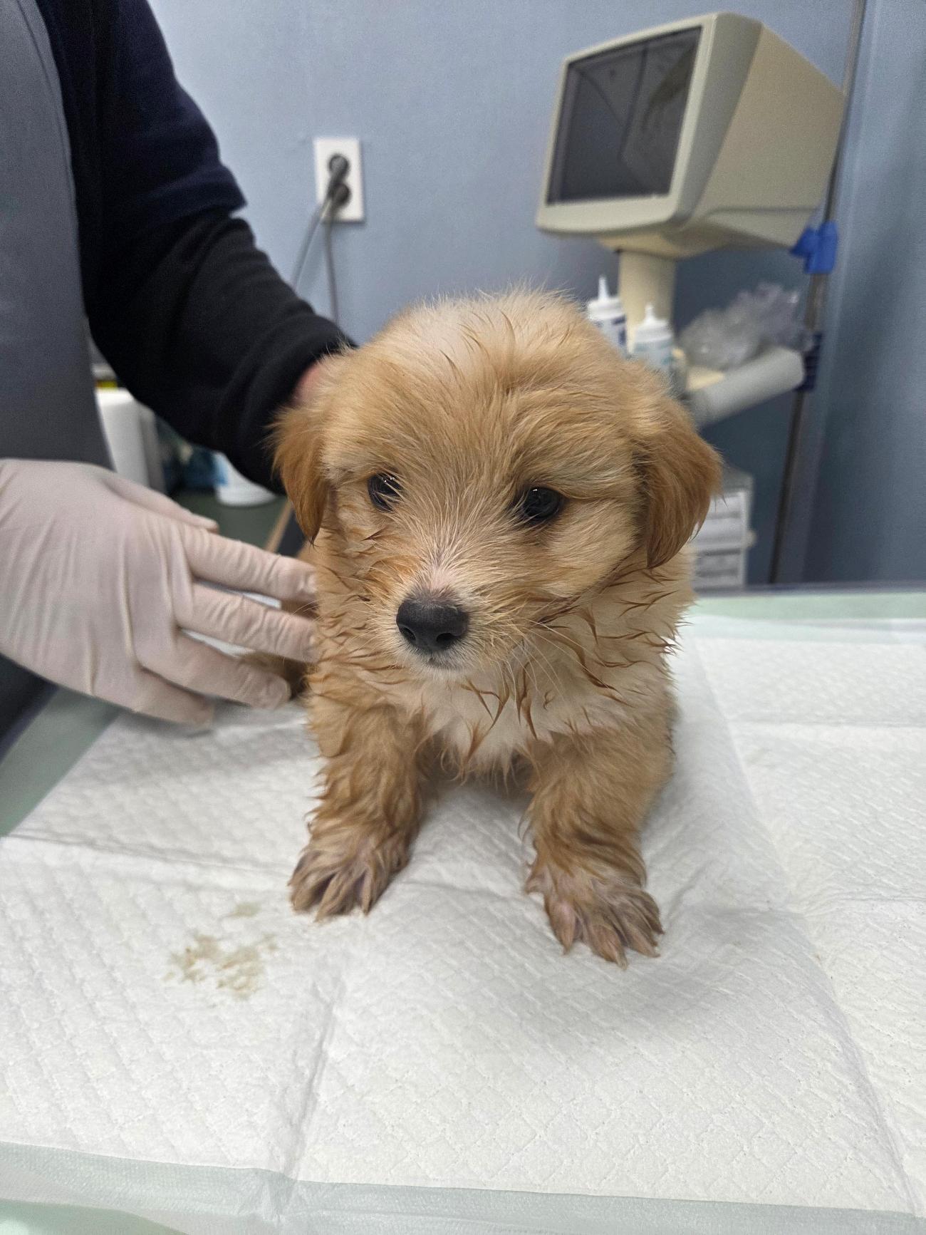 종료(자연사) 믹스…