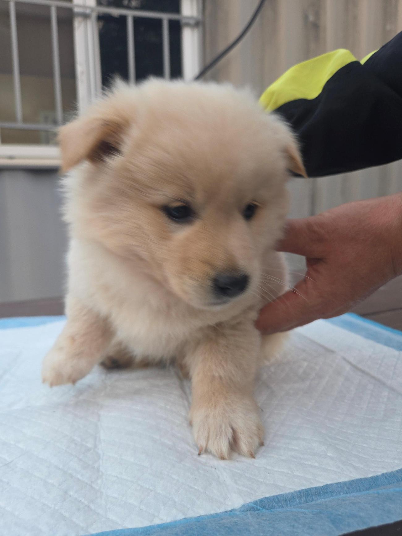 나주유기동물보호센터_446483202501838