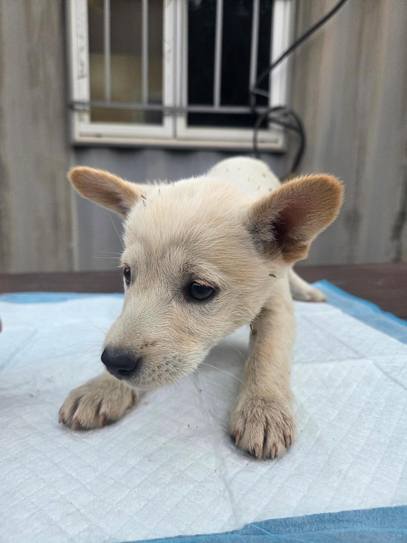 나주유기동물보호센터_446483202501844