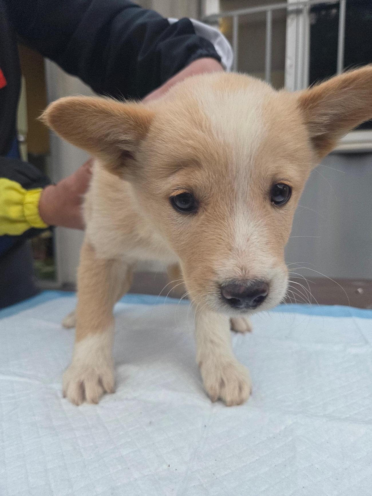 보호중 믹스견의 가…