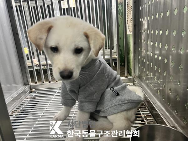 한국동물구조관리협회_411310202500769