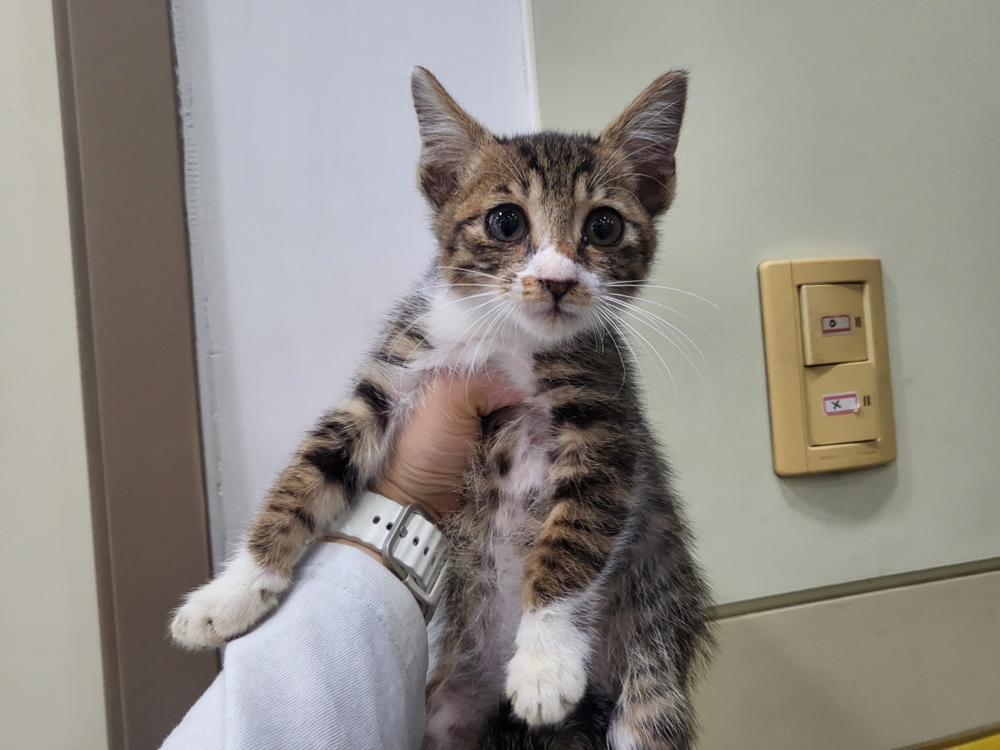 종료(입양) 한국 …