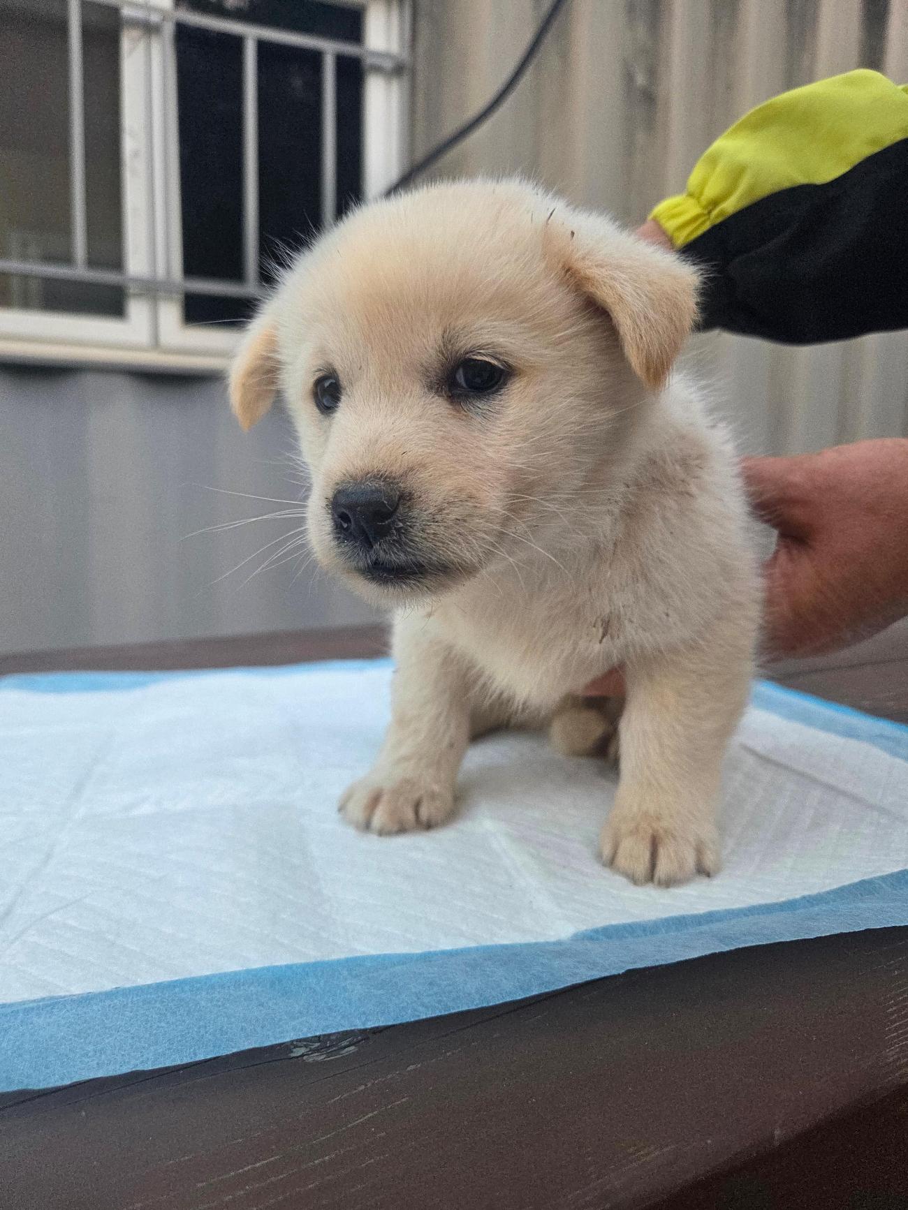 종료(자연사) 믹스…