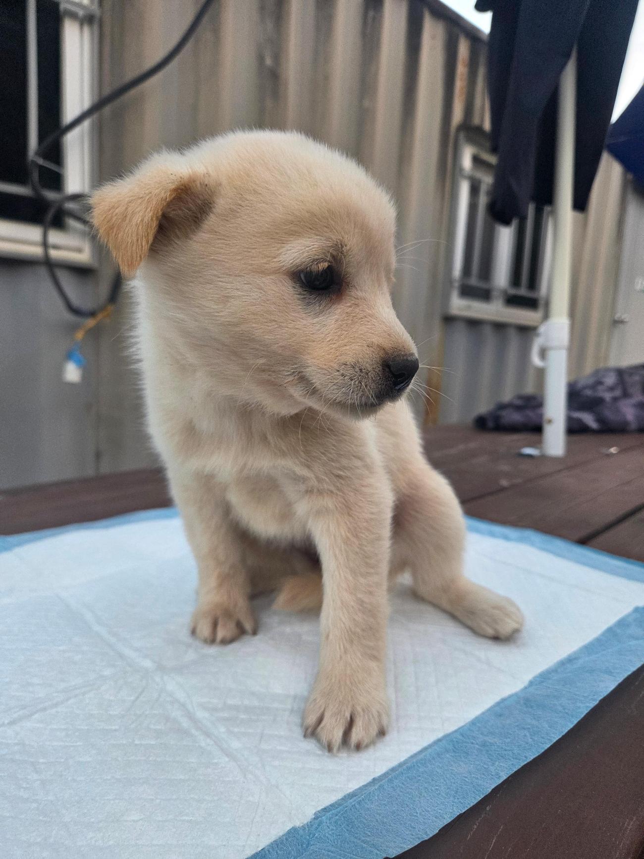 나주유기동물보호센터_446483202501836