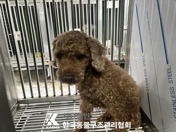 한국동물구조관리협회_411316202500668