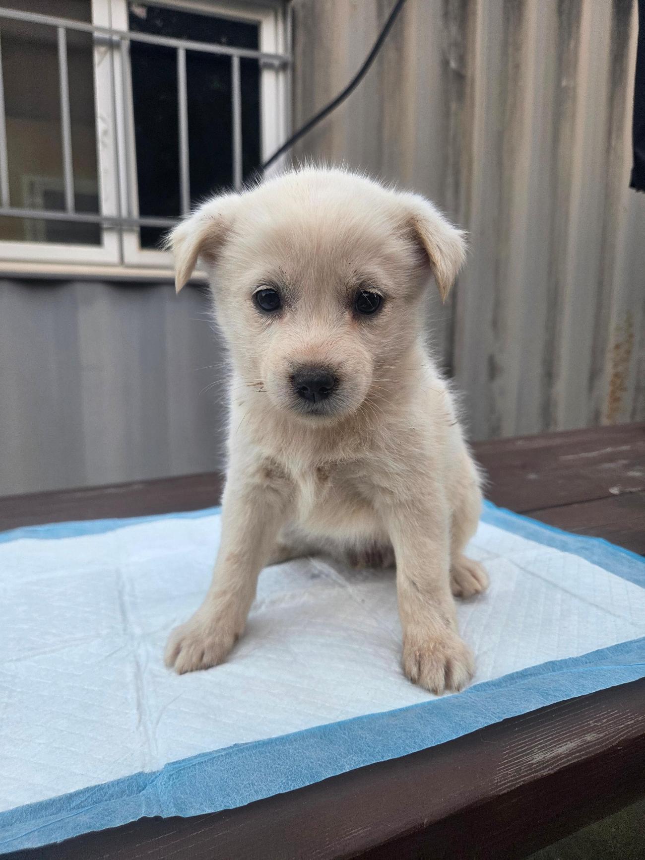 종료(자연사) 믹스…