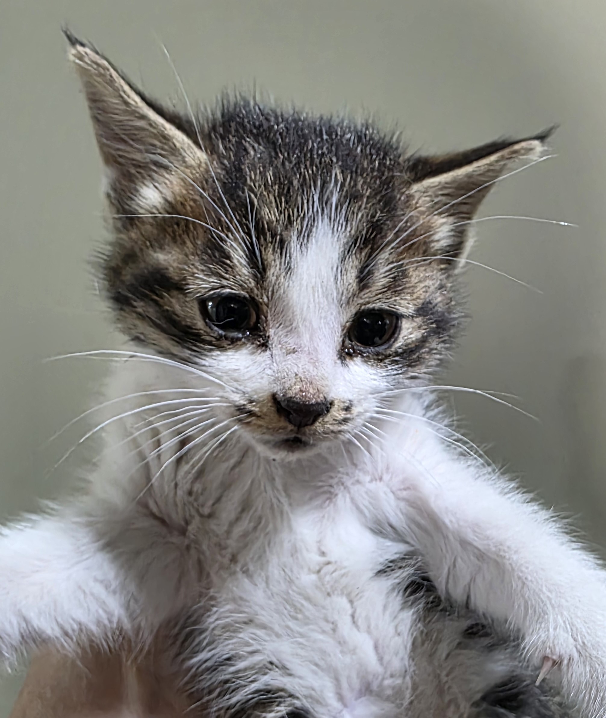 대구유기동물보호협회_427345202500720