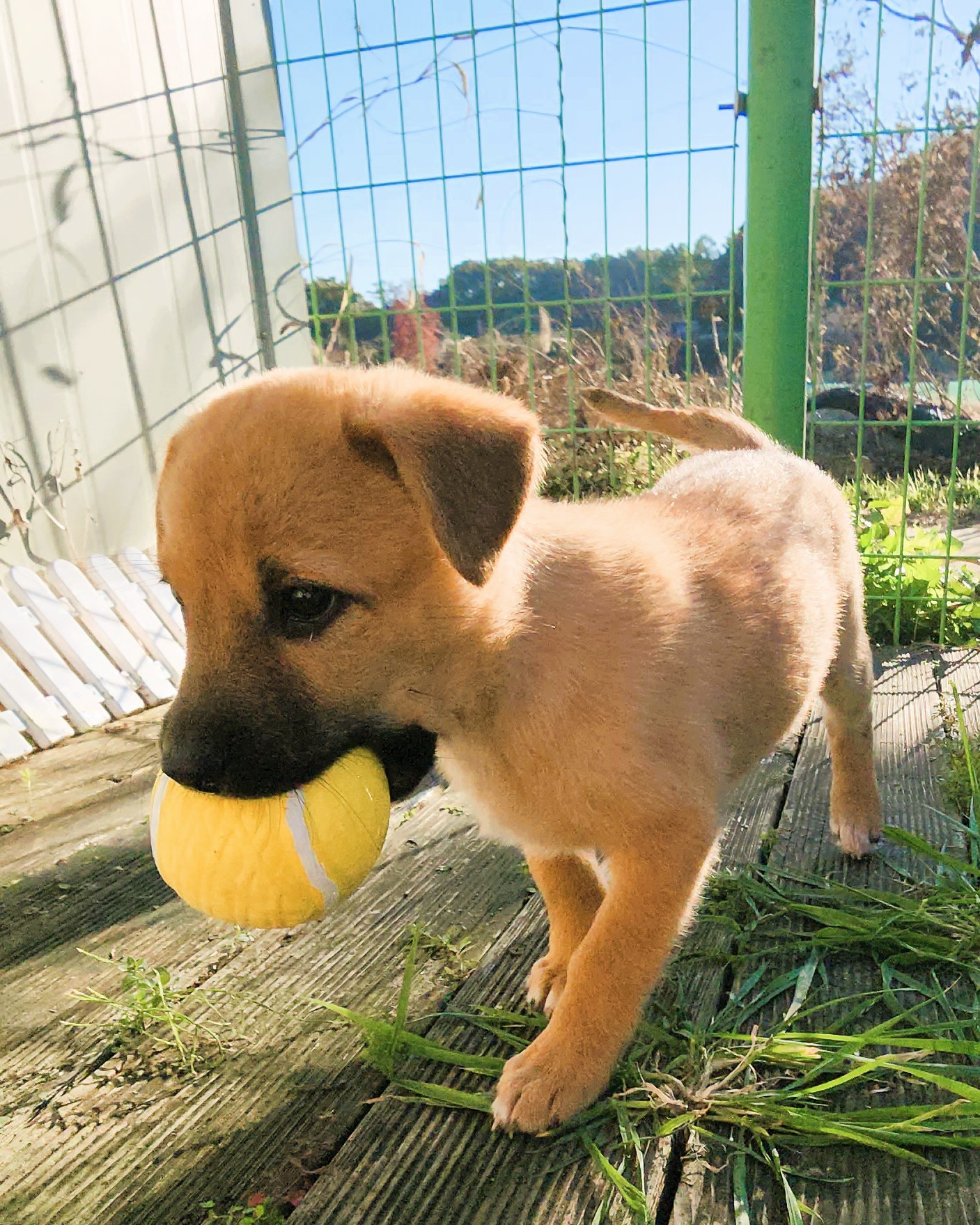 디디동물병원_428357202501443