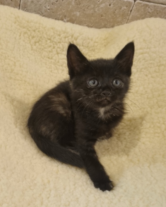 신세계동물병원_427346202501206