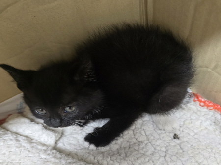 종료(자연사) 한국…