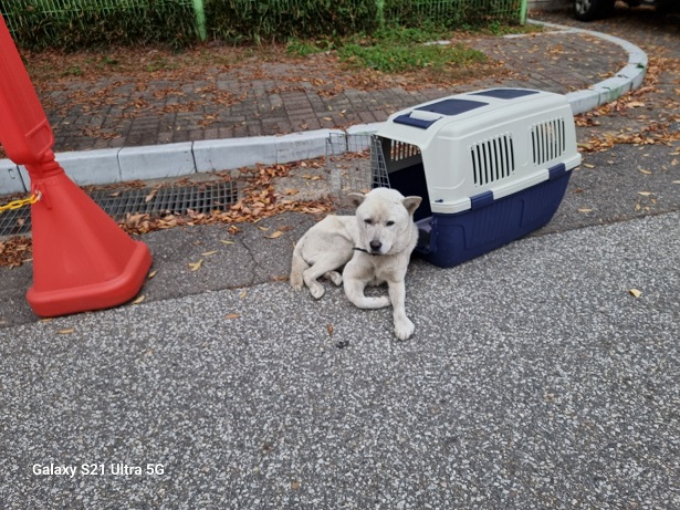 경동동물병원_428352202500523