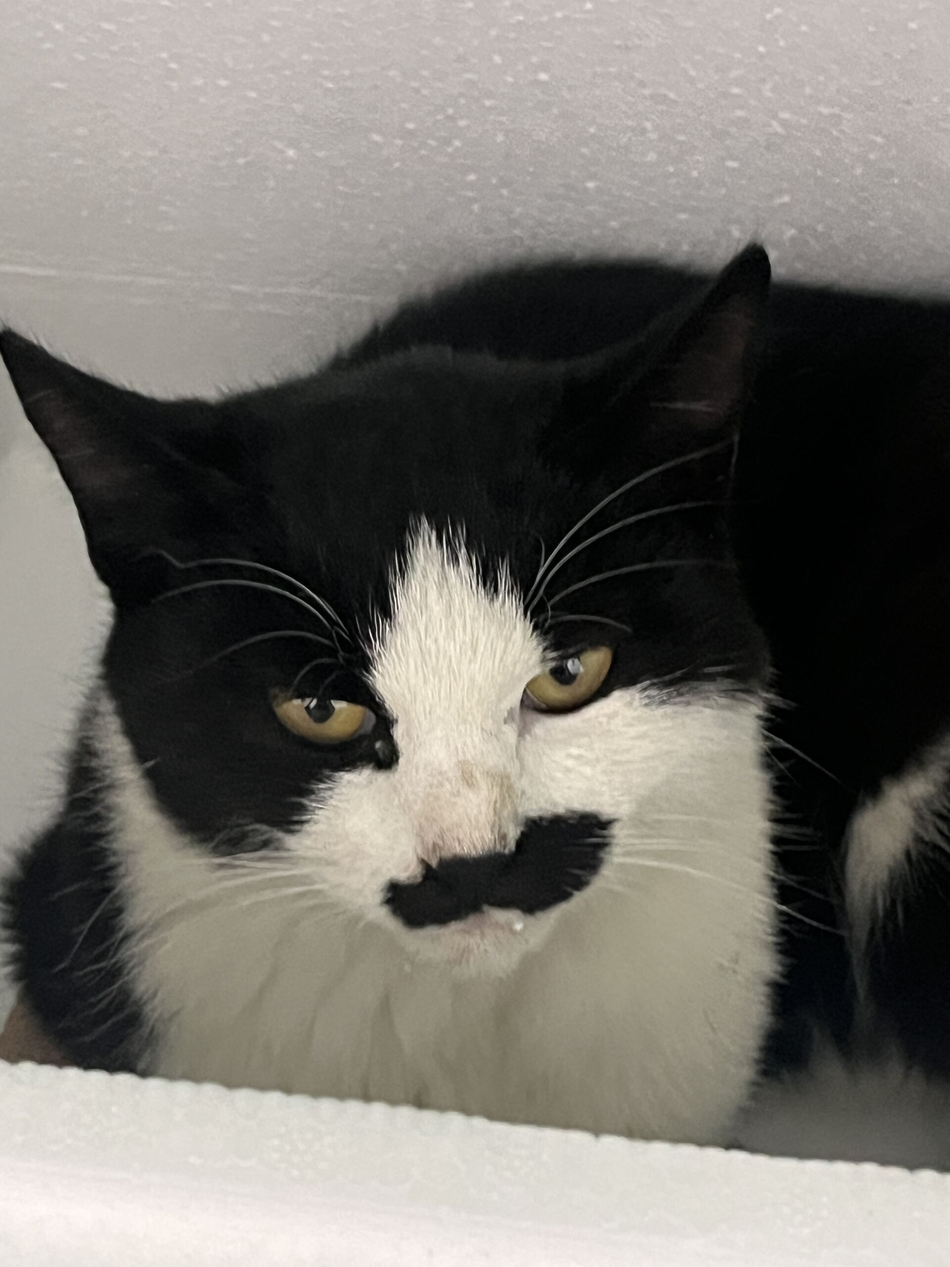 종료(자연사) 한국…