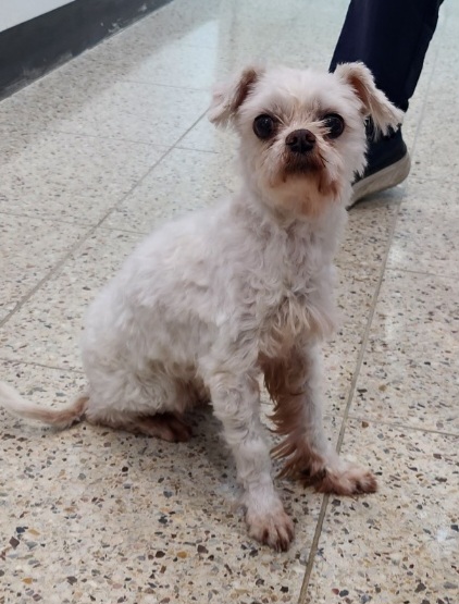 종료(반환) 말티즈…