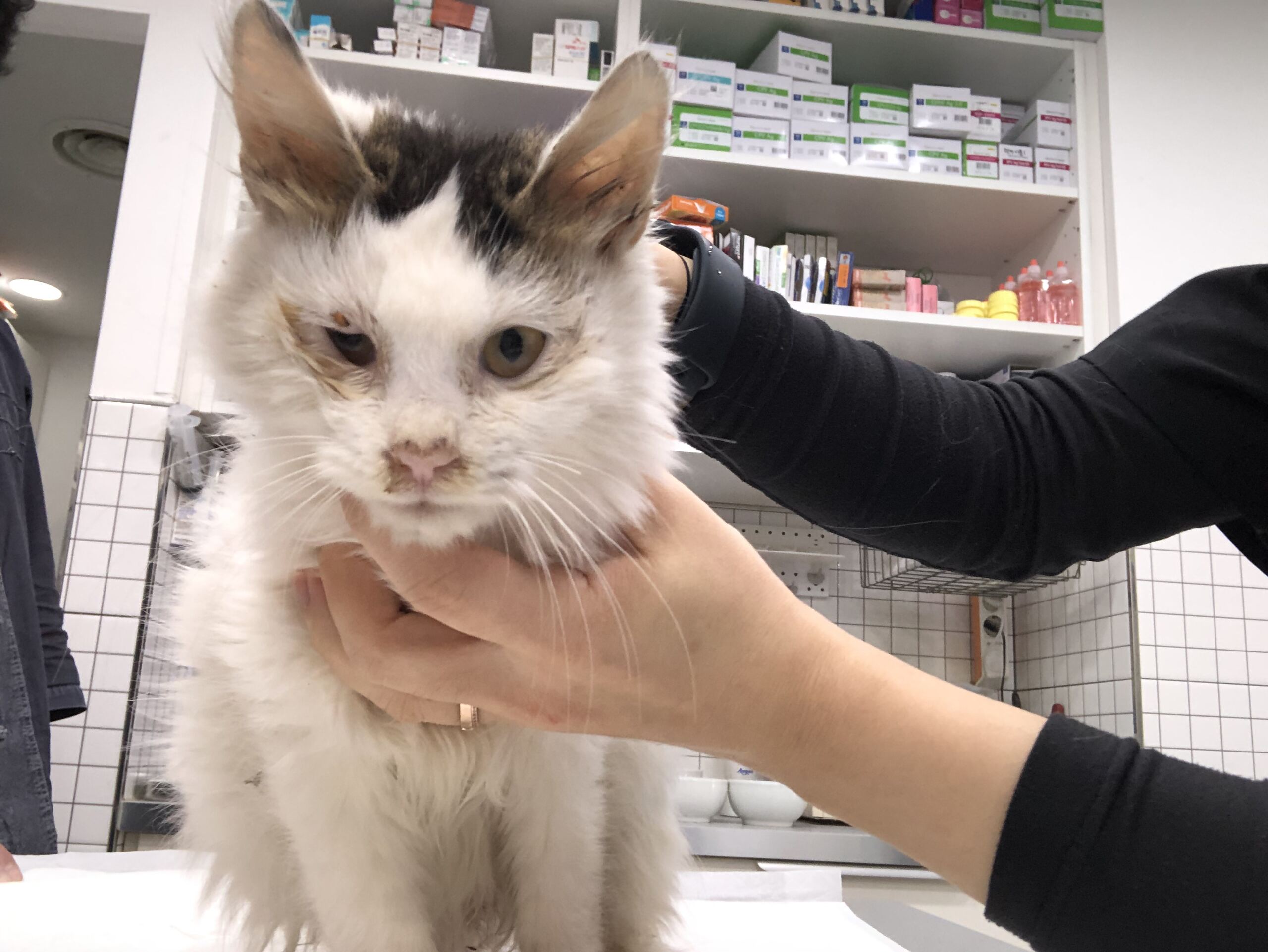 종료(자연사) 노르…