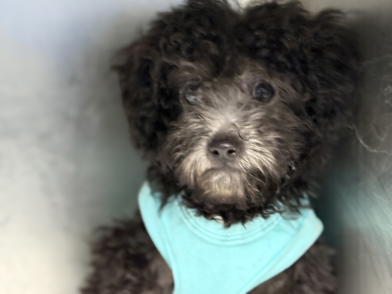 광주동물보호센터_429362202500835