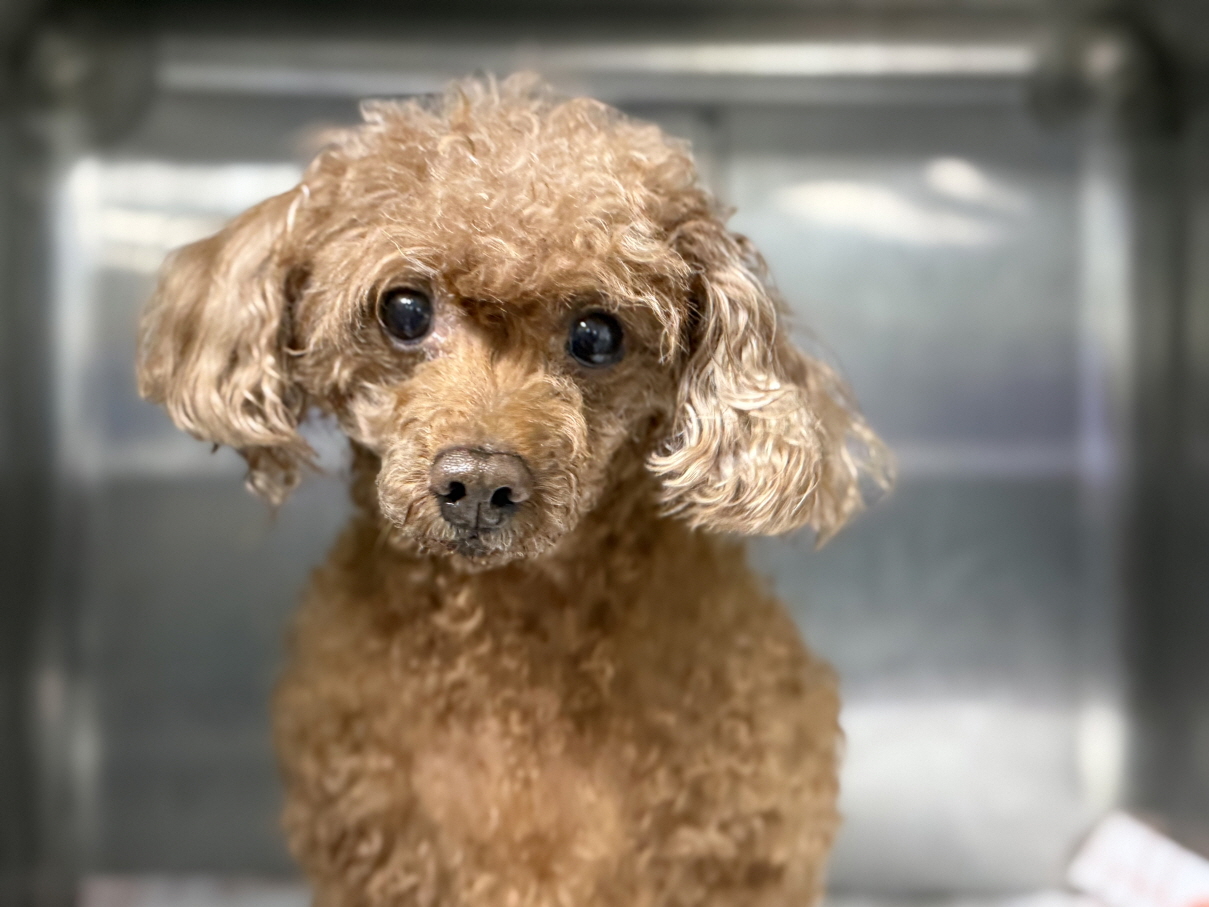 보호중 푸들의 가족…