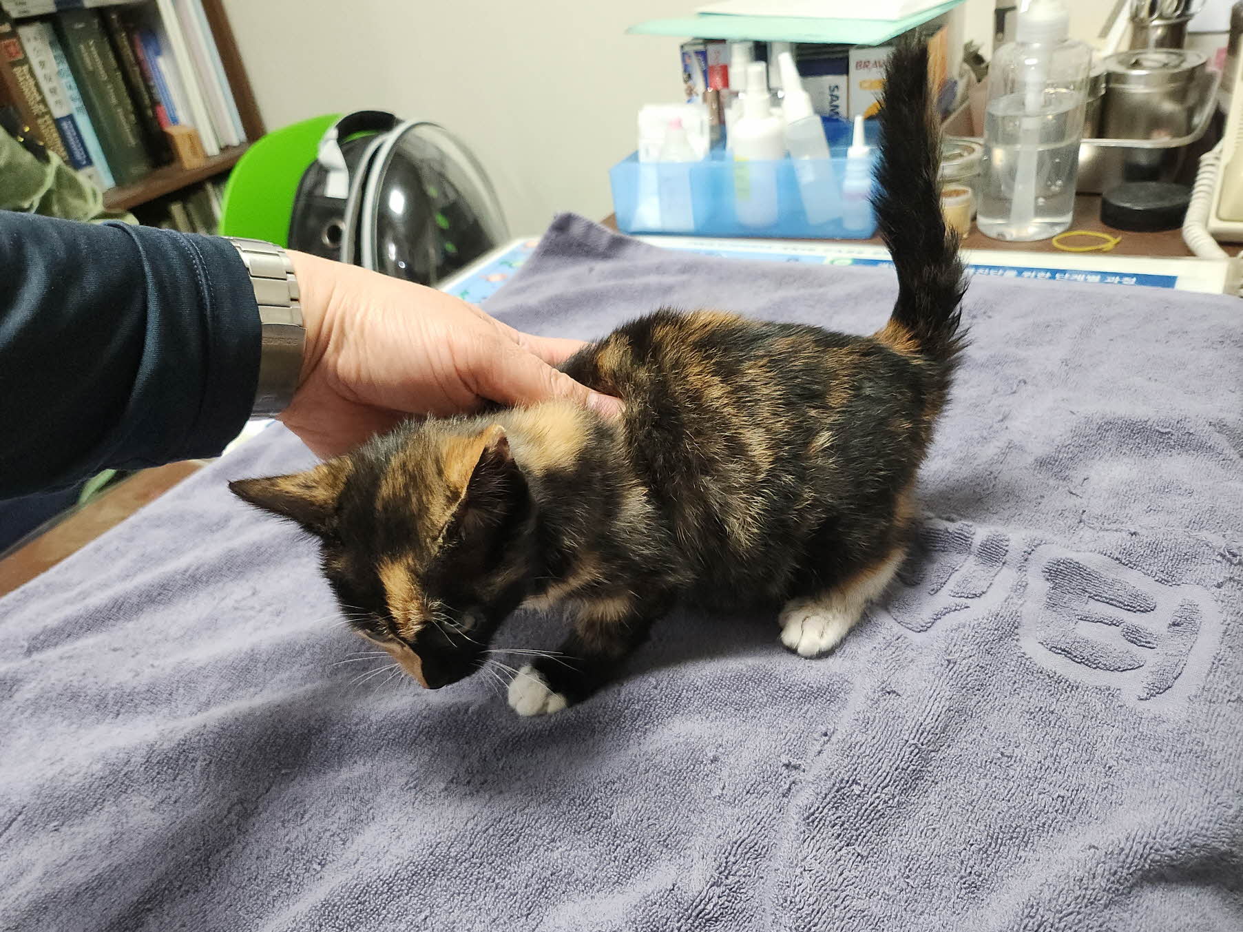 대구수의사회(아이펫)_427343202501052