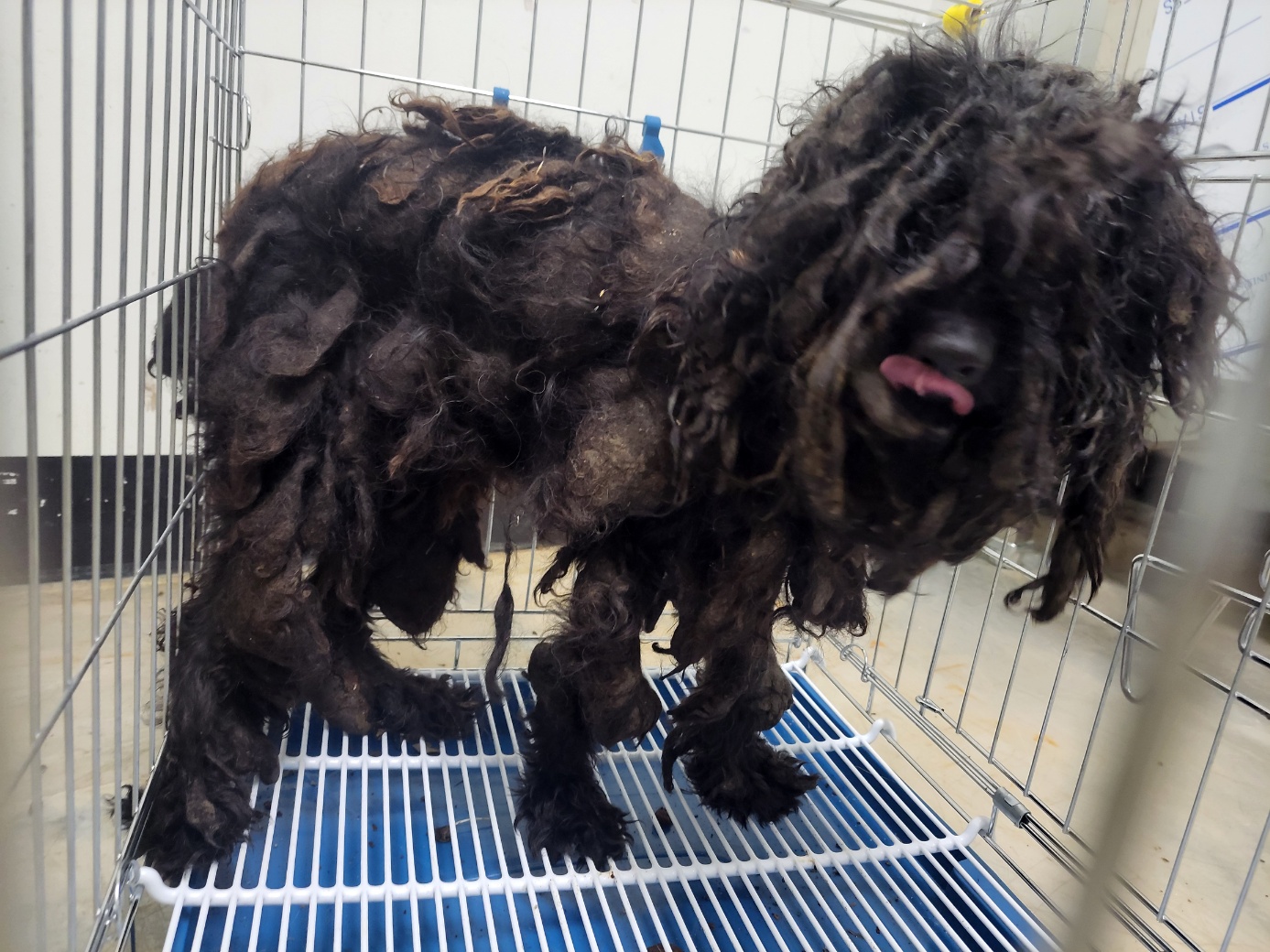고양시동물보호센터_441394202502418