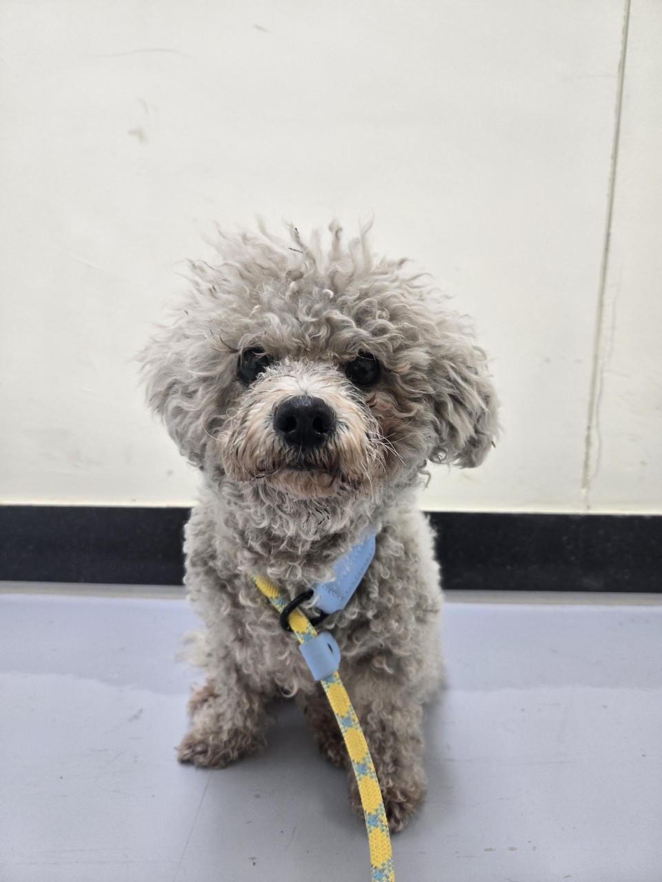 아산동물복지지원센터_444452202502144