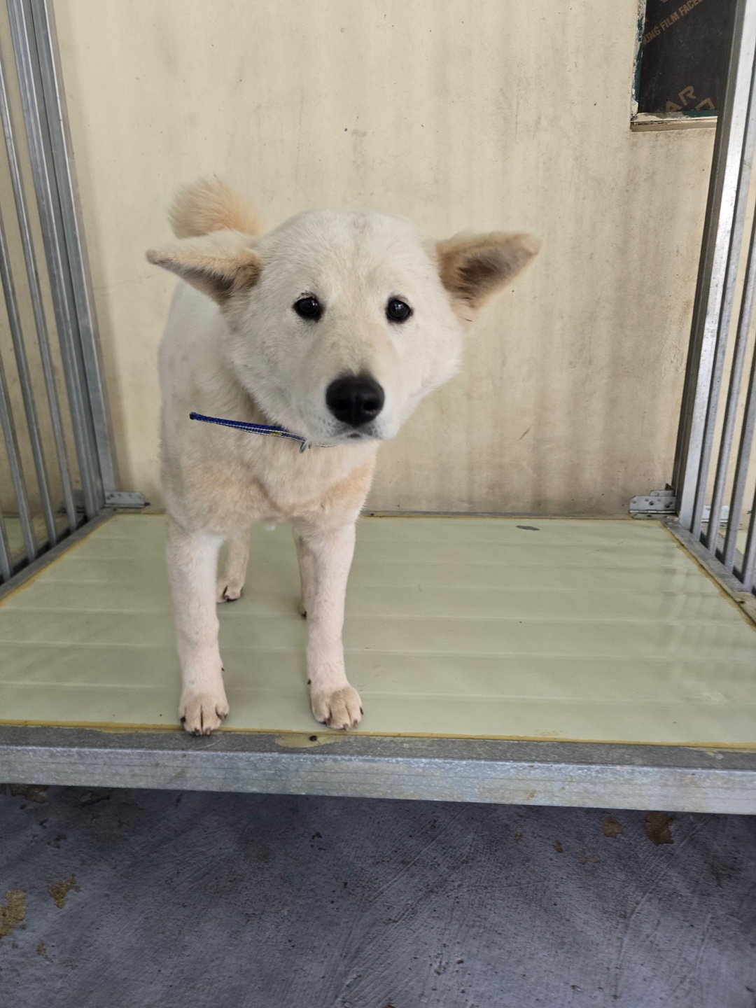 보호중 믹스견의 가…