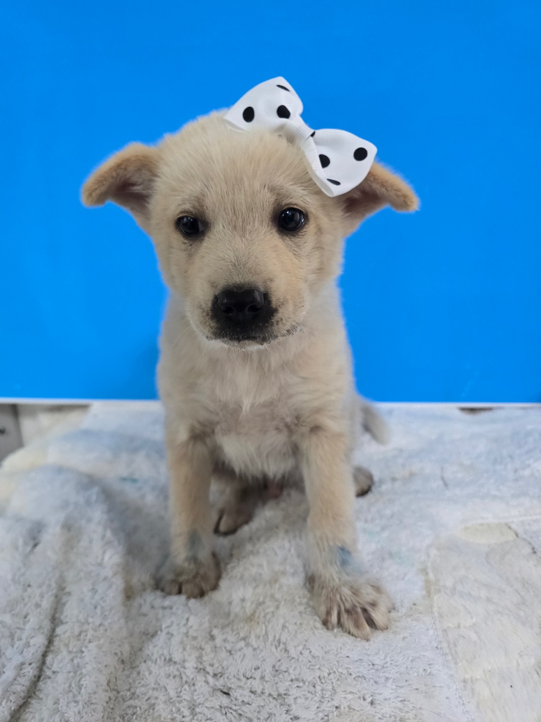 밀양시 동물보호센터_448536202500939