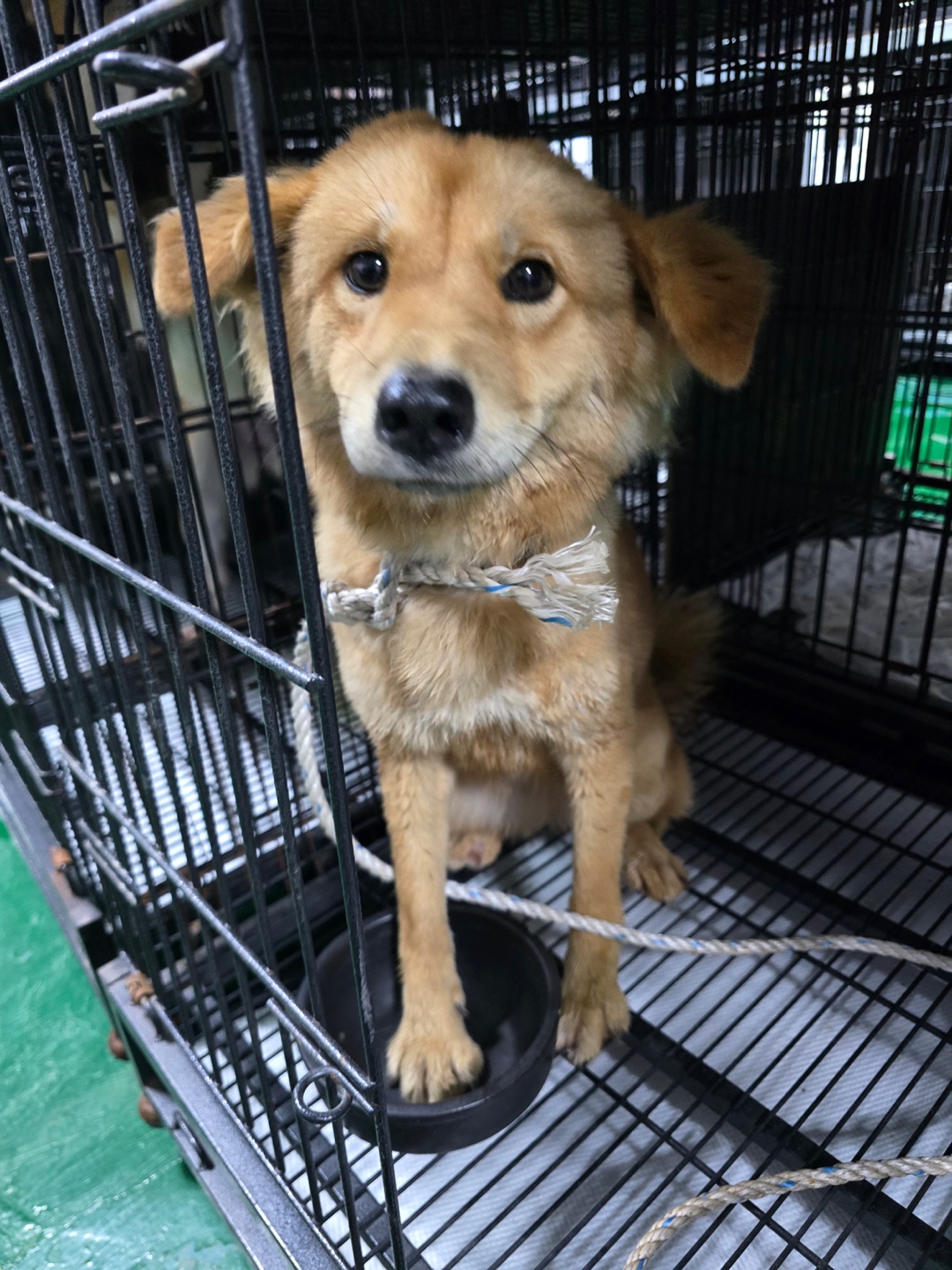 밀양시 동물보호센터_448536202500941