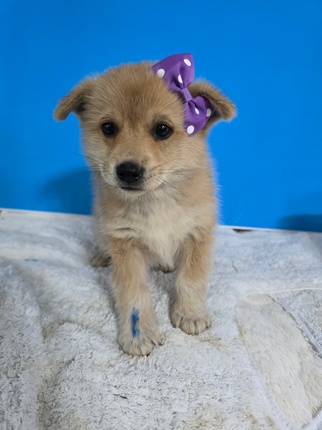 보호중 믹스견의 가…