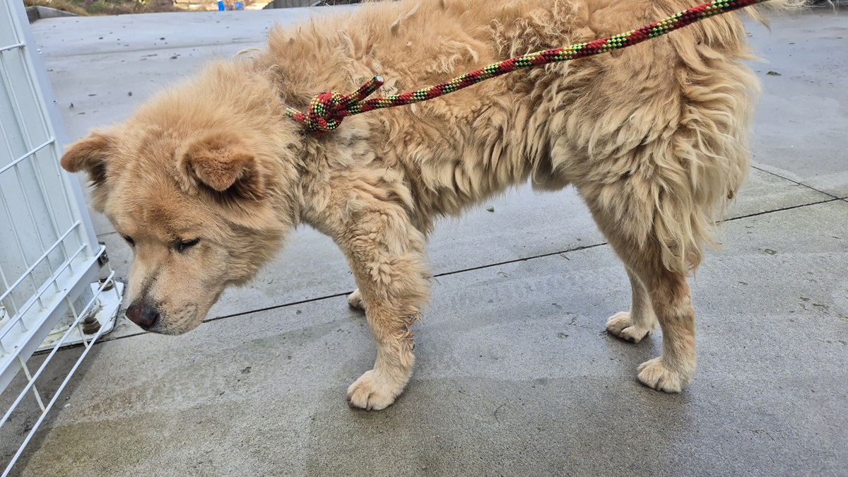 종료(반환) 믹스견…