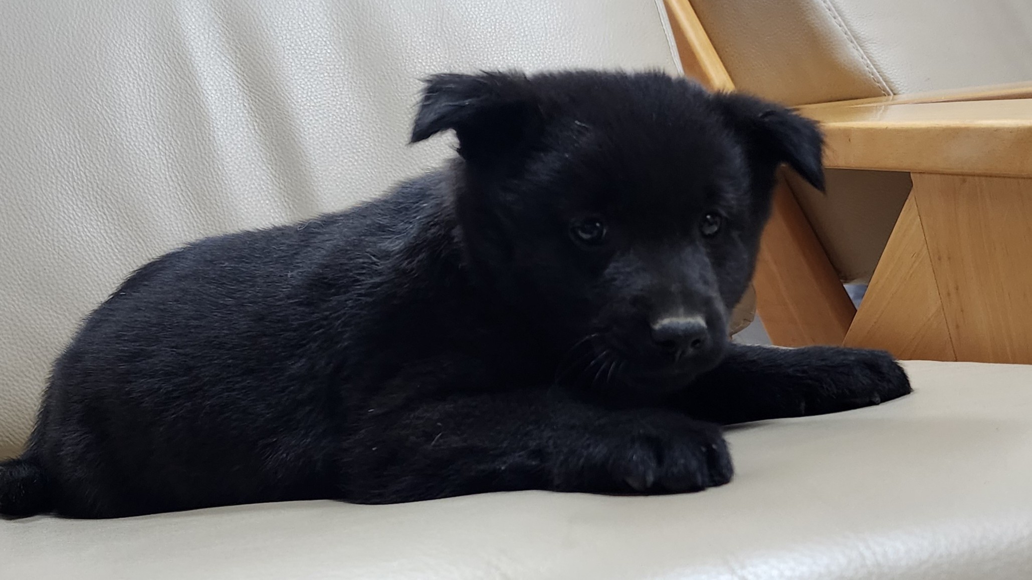 종료(입양) 믹스견…