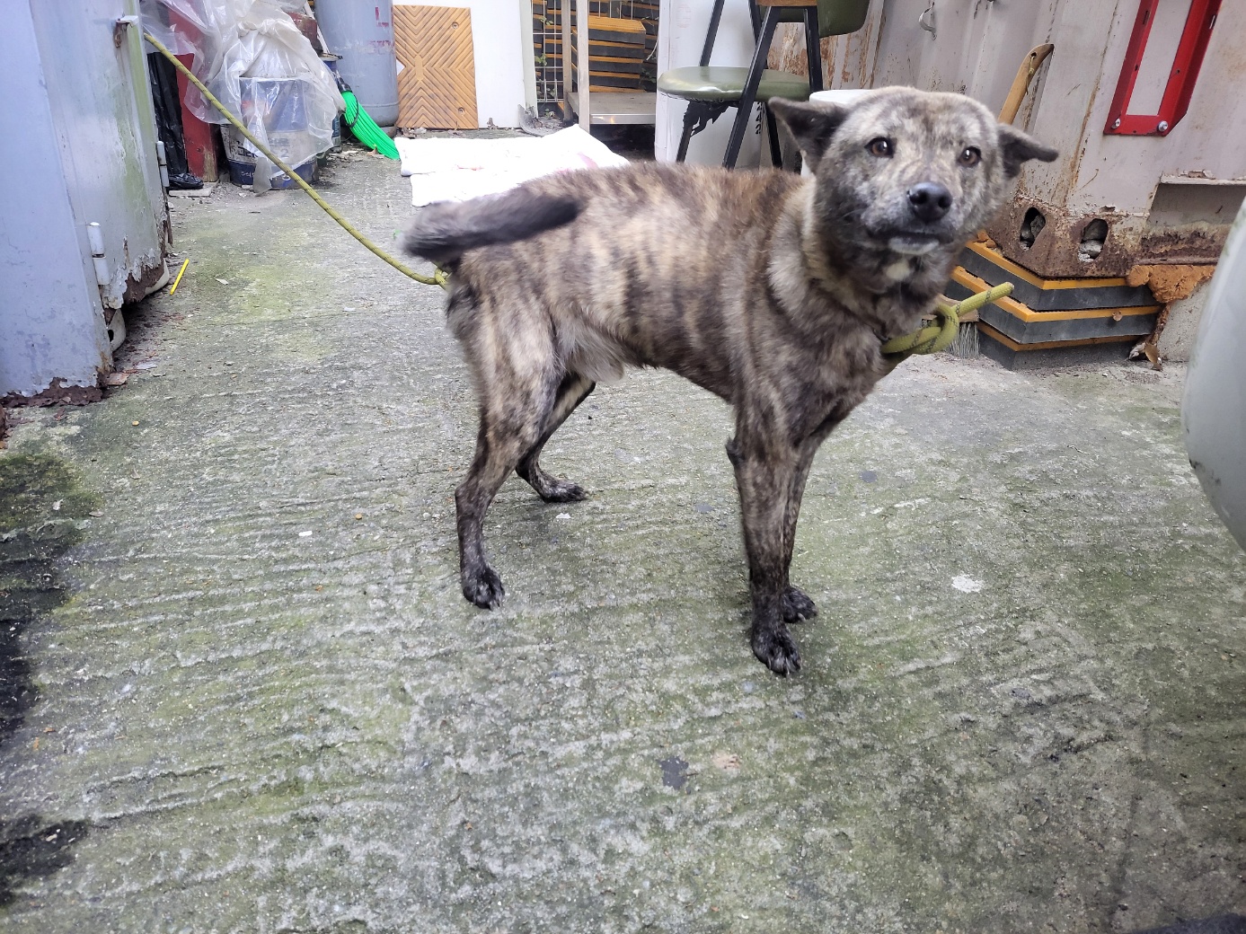 종료(입양) 믹스견…