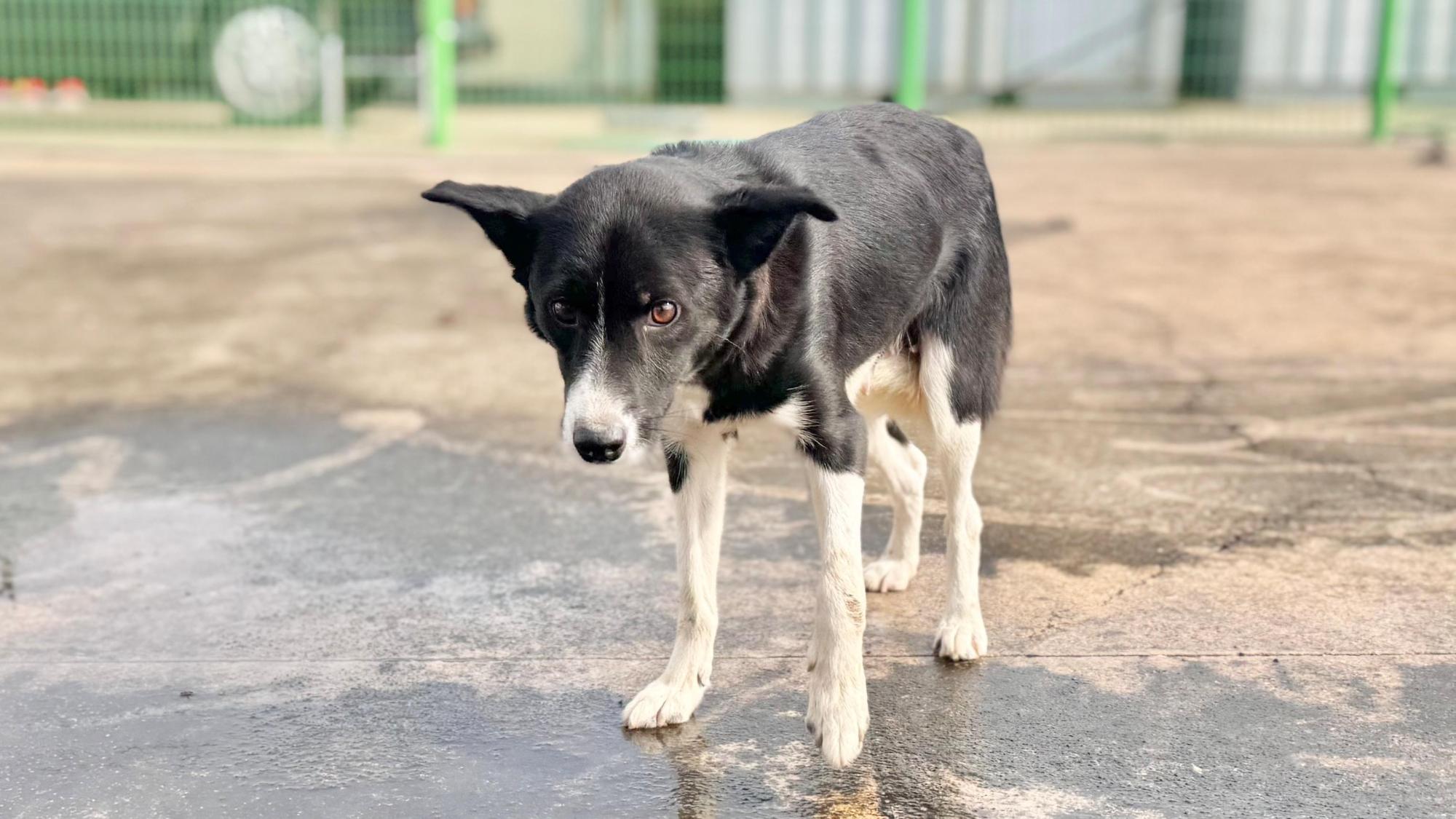 상주시 동물보호센터_447511202501424