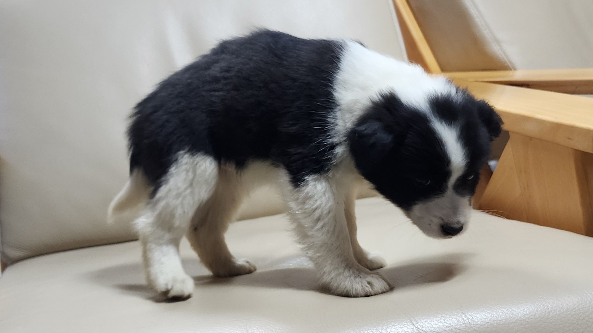 보호중 믹스견의 가…