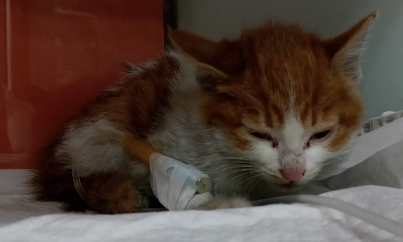 종료(방사) 한국 …