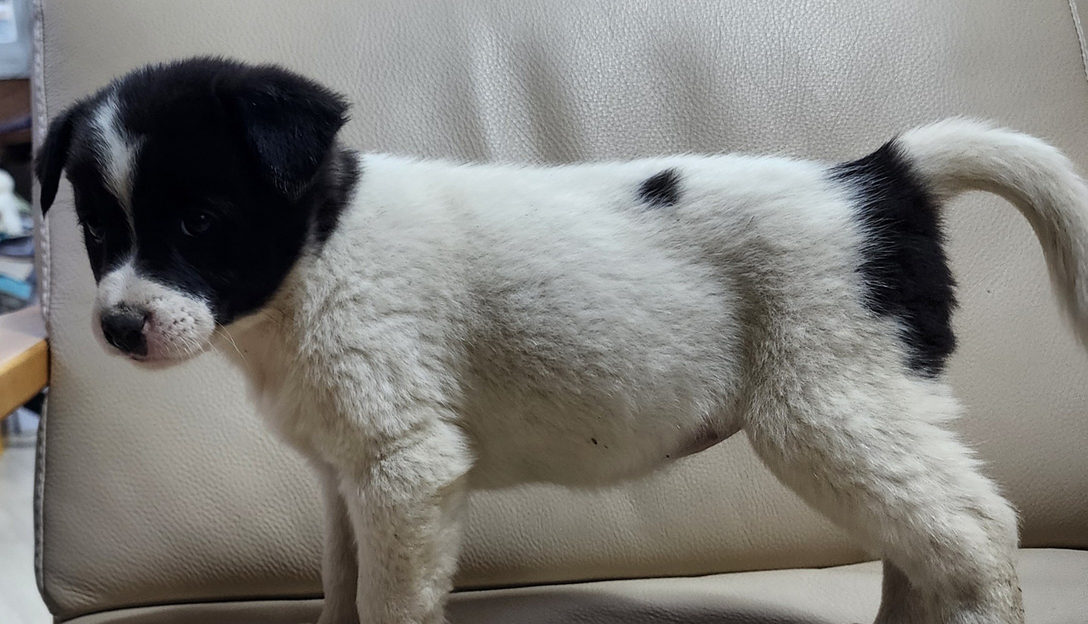 종료(입양) 믹스견…