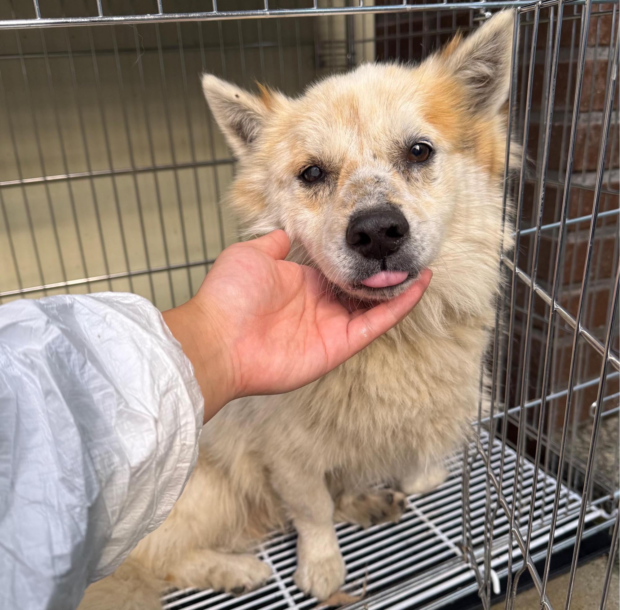 종료(반환) 믹스견…