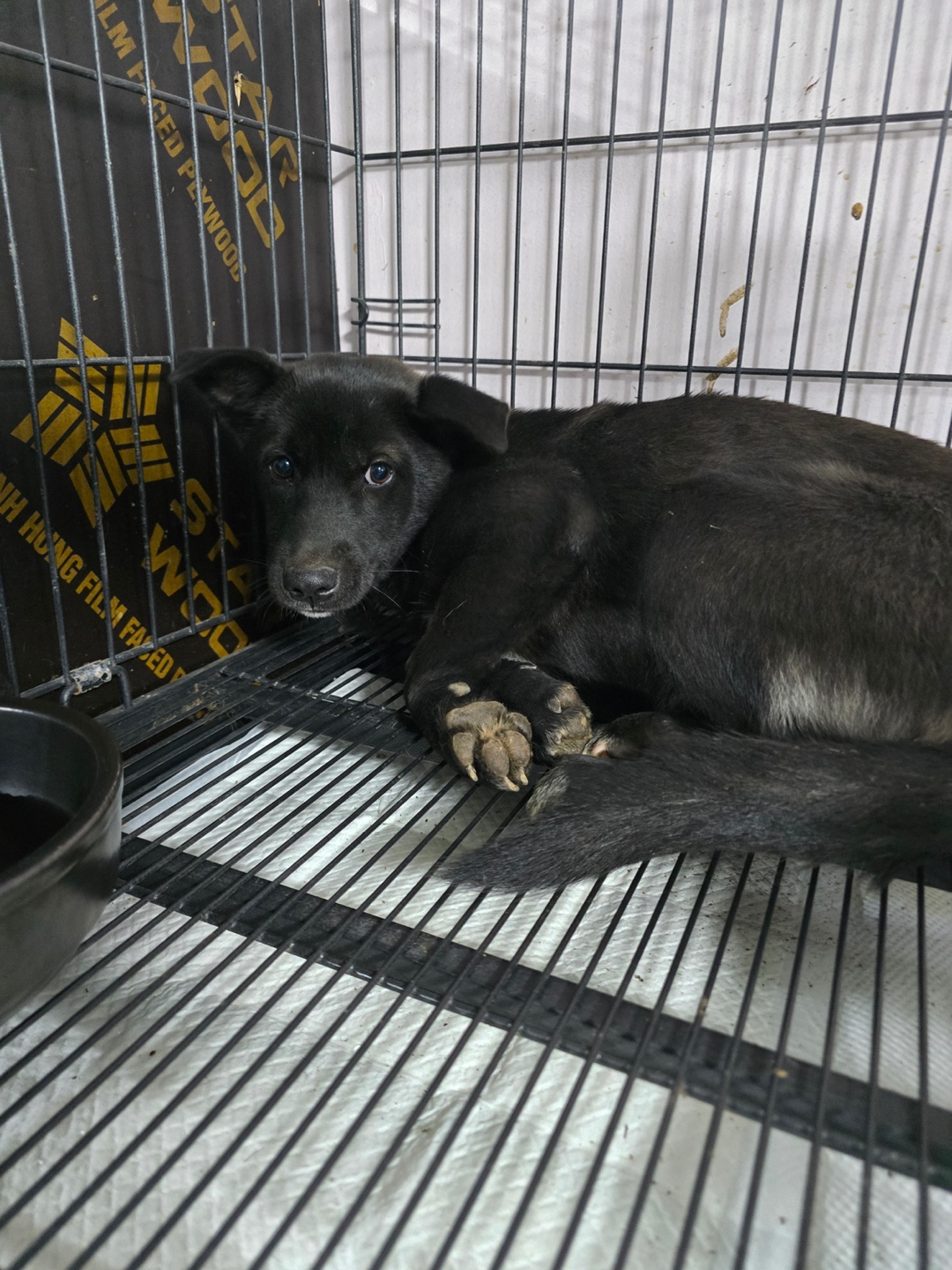 보호중 믹스견의 가…