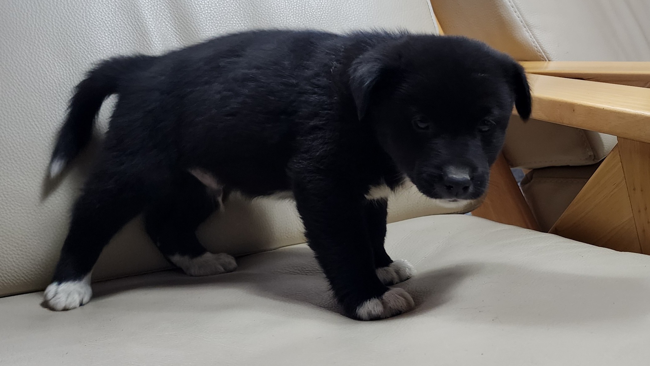 보호중 믹스견의 가…