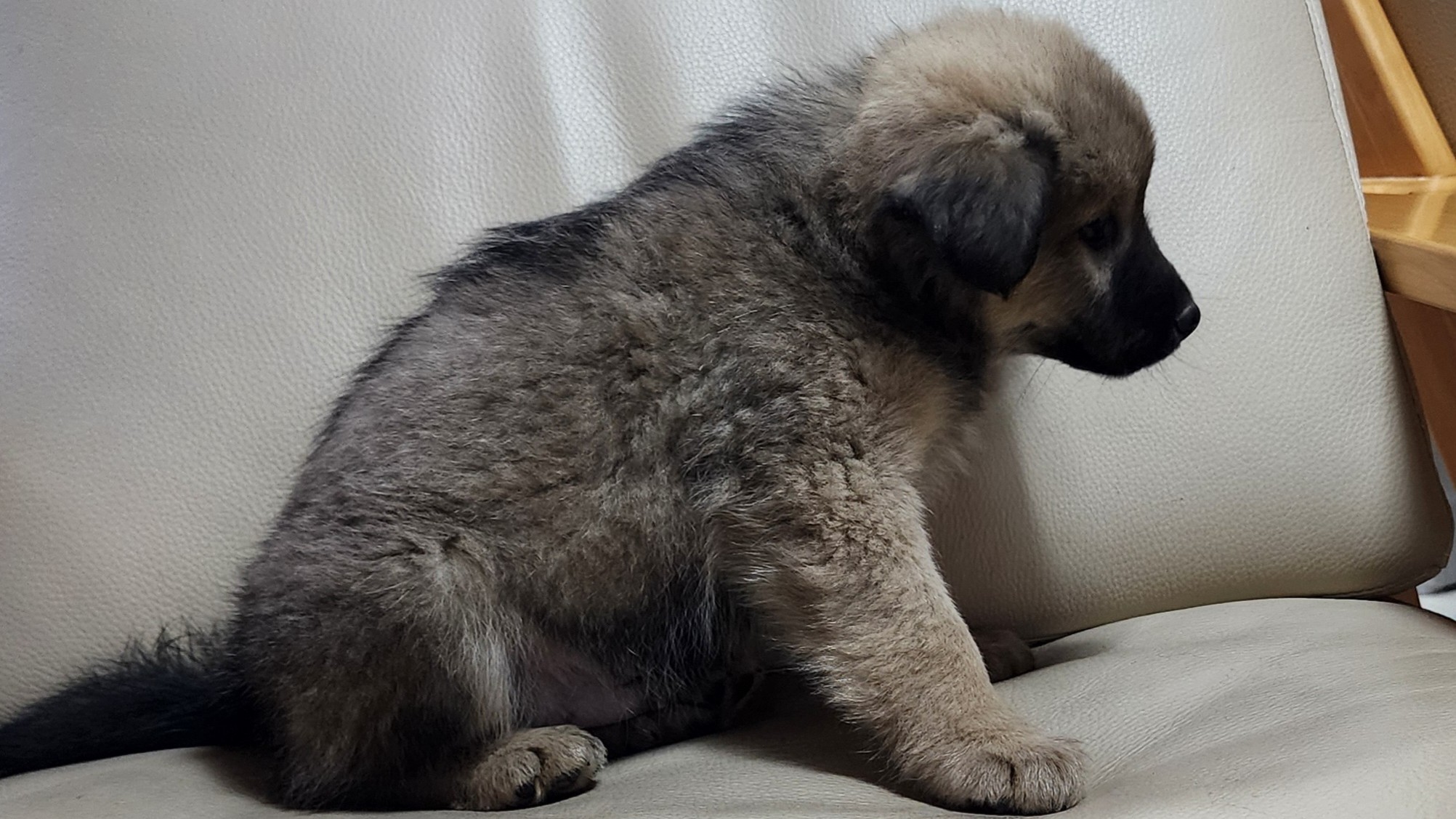 보호중 믹스견의 가…