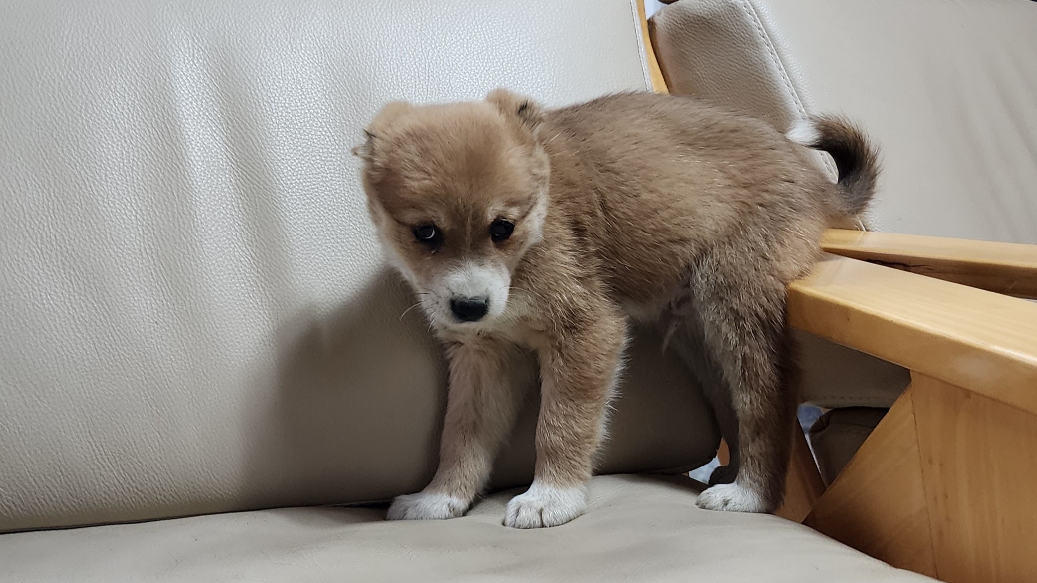 보호중 믹스견의 가…