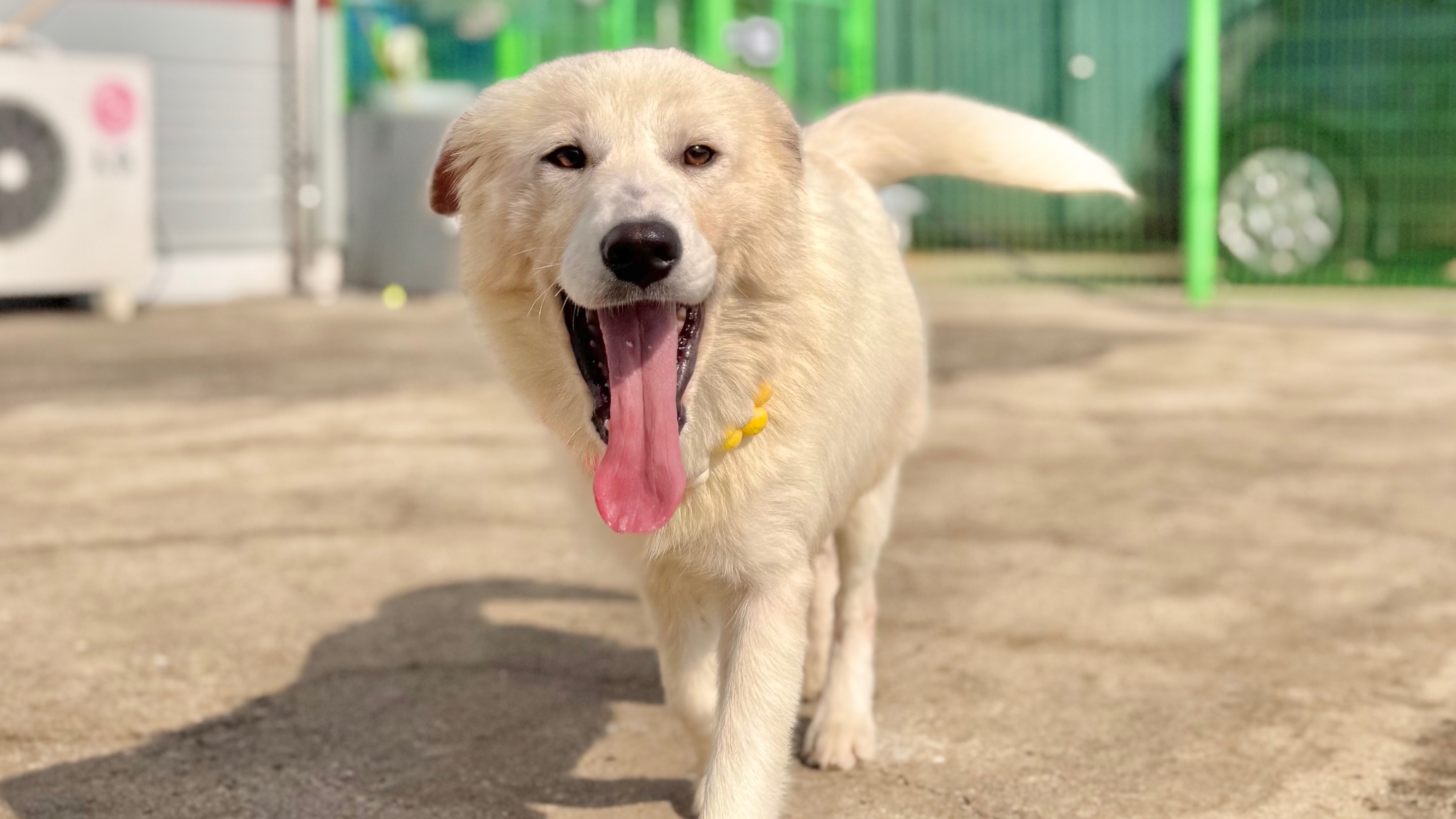 보호중 믹스견의 가…