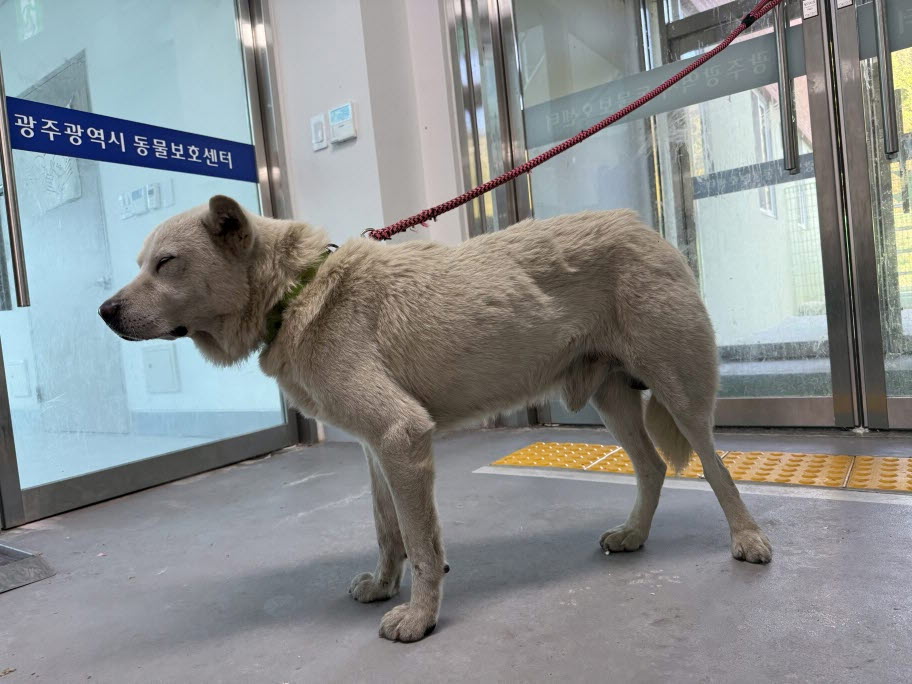 광주동물보호센터_429362202500837