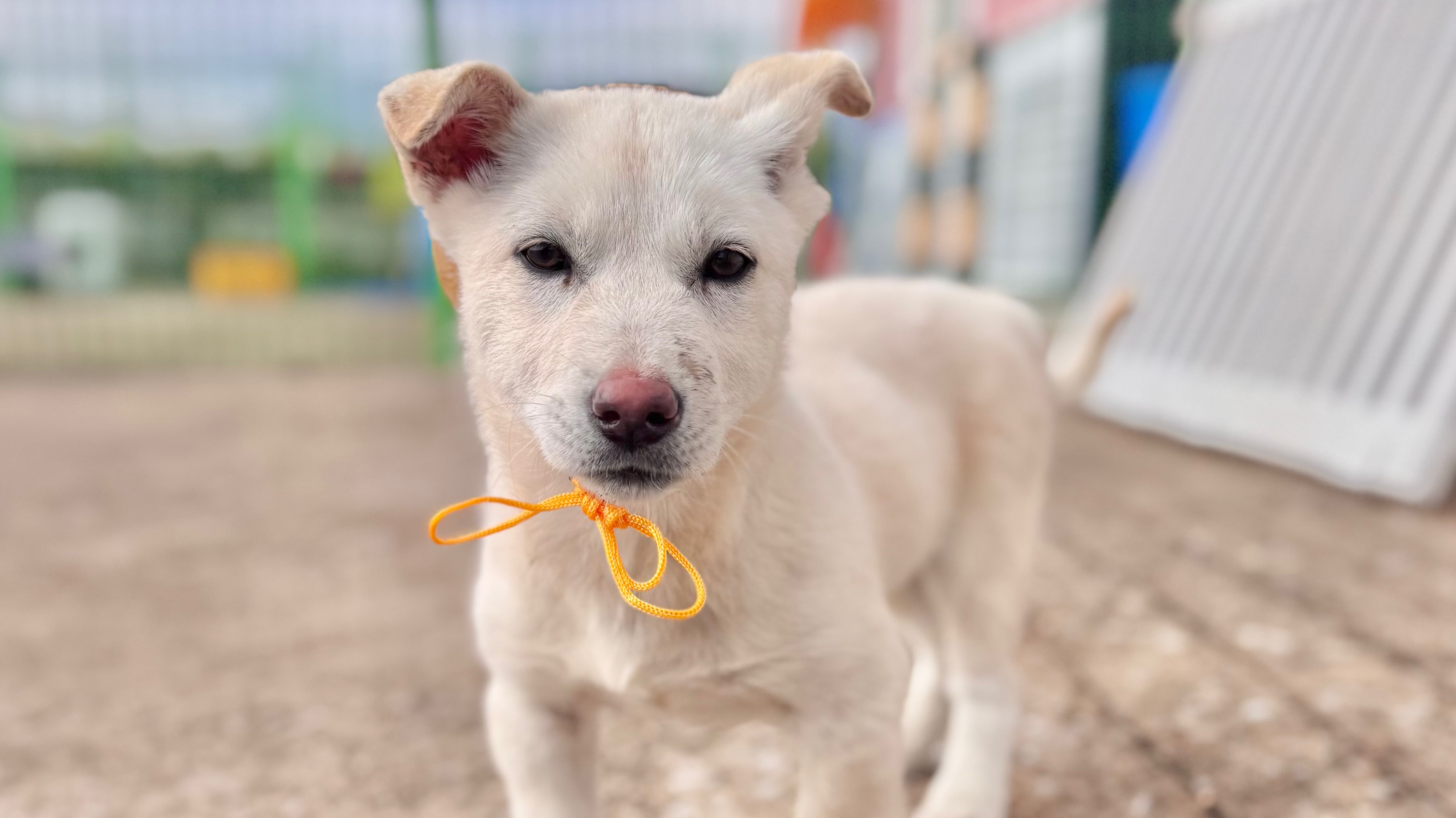 보호중 믹스견의 가…