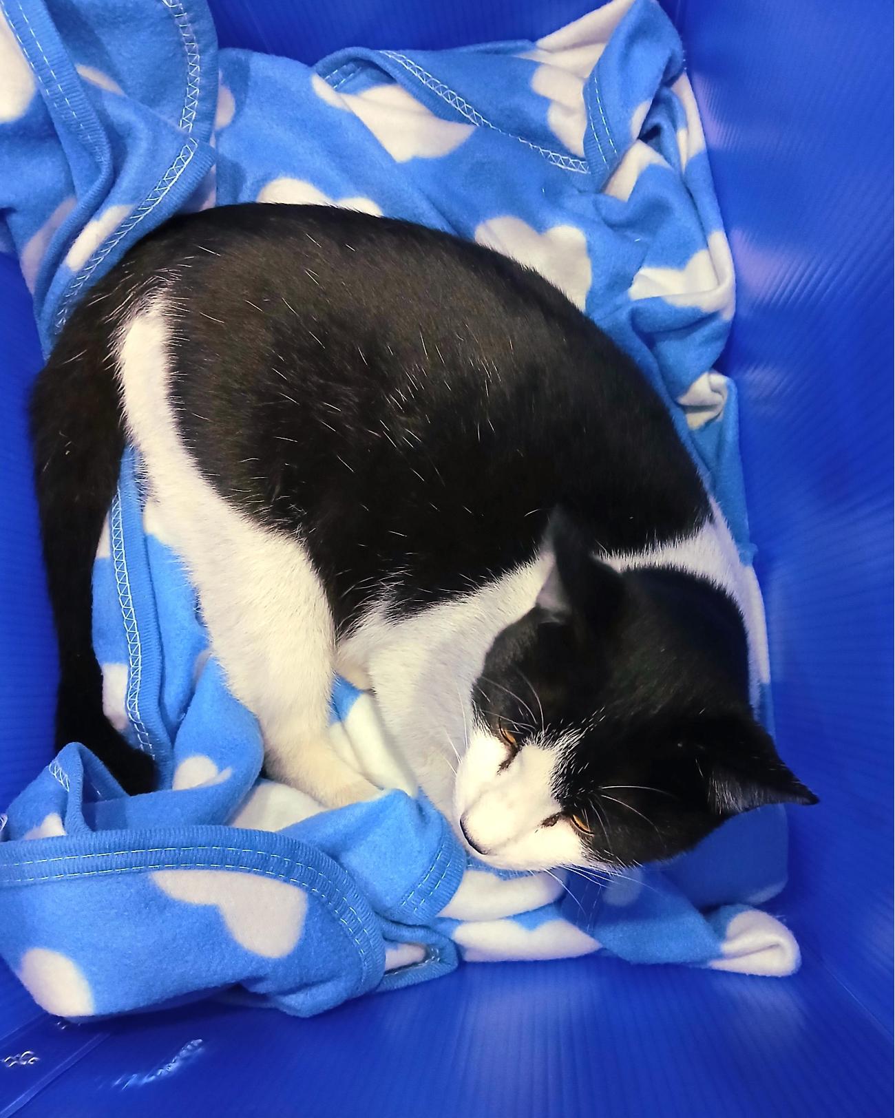 보호중 믹스묘의 가…