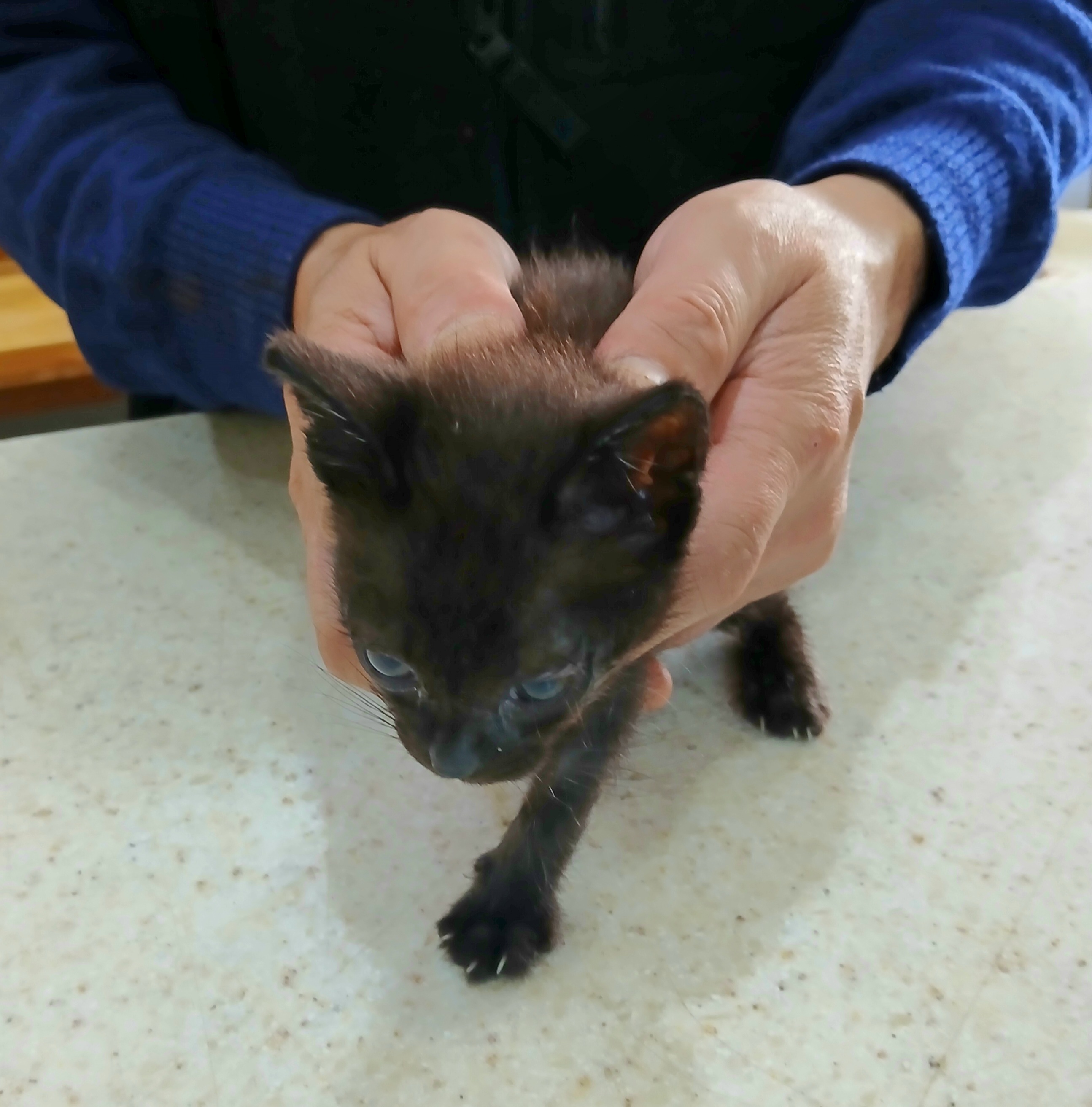 보호중 믹스묘의 가…