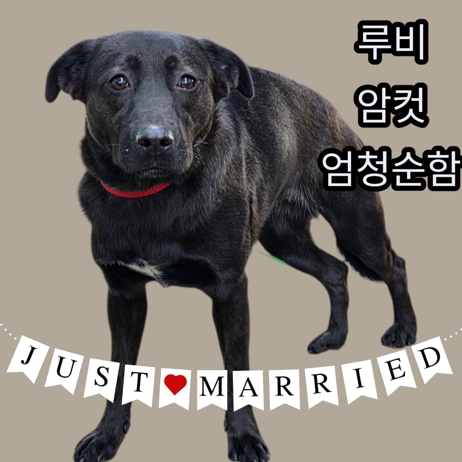 경북 성주군에서 라브라도 리트리버 발견 보호