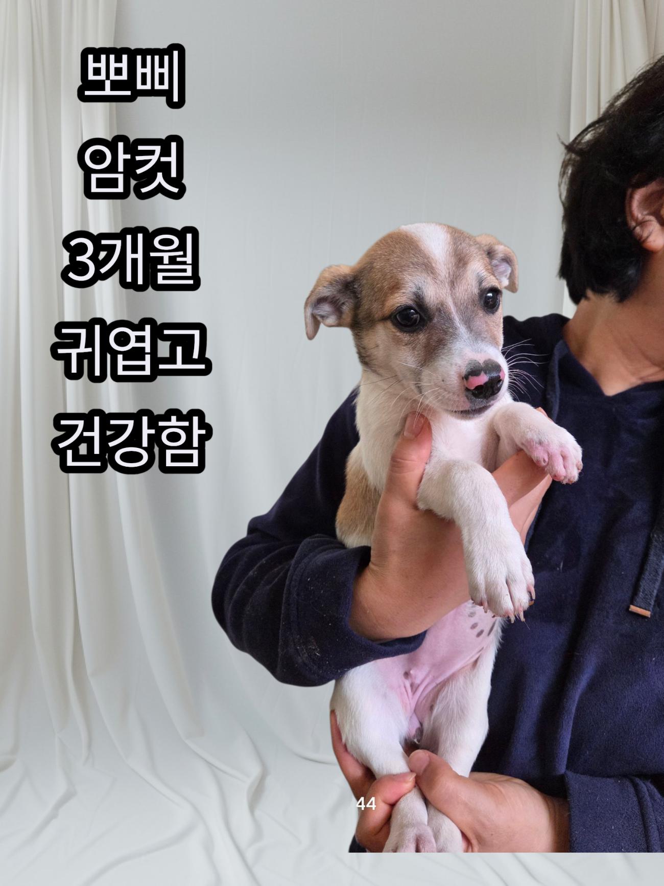 보호중 믹스견의 가…